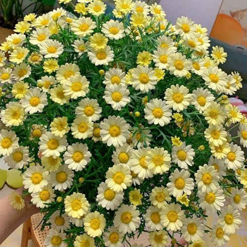 Semillas de margarita, Argyranthemum frutescens, semillas de crisantemo 350pcs