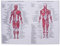 ULTECHNOVO Muskelsystem Poster, Menschliches Anatomisches Plakat Muskelanatomie Diagramm Poster Hängen Bild Raumdekoration für Heimschullabor (44X33cm)