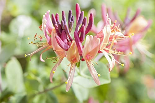 Lonicera caprifolium 80-100 cm - Jelängerjelieber, cremeweiße Blüten, Blütezeit Mai-Juni, duftend, ideal für Rankgerüste, bienenfreundlich