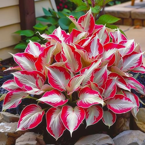 Raras Hosta Bulbo,DecoracióN Del Patio,Tolerantes Al FríO Y A La Sombra,Hosta,Cobertura Del Suelo,Rizoma De Hosta-4 Bulbo-I