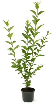 15 Liguster Atrovirens 80-120cm Heckenpflanze – immergrün & winterhart – 3L Topf | schnellwachsend & pflegeleicht | Sichtschutzhecke für Garten – deutsche Baumschulqualität