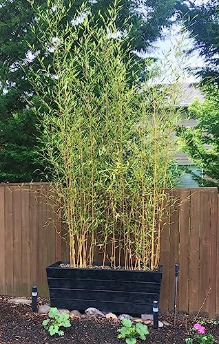 Bambù Bambusa Bamboo cinese pianta in vaso ø24 cm h. oltre 2 metri Vivaio di Castelletto