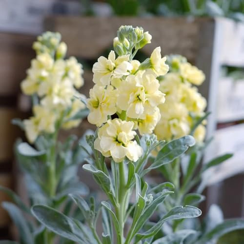 levkojen usambaraveilchen pflanze samen - violette - saatgut blumenbeet, exotische pflanzen winterhart violet samen winterharte pflanzen für garten, winterharte blumen gartendeko für 300pcs