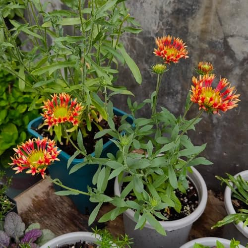 Semillas de Gaillardia pulchella, regalos sostenibles de manta perenne resistente de jardín semillas para camas elevadas semillas de silvestres 500pcs