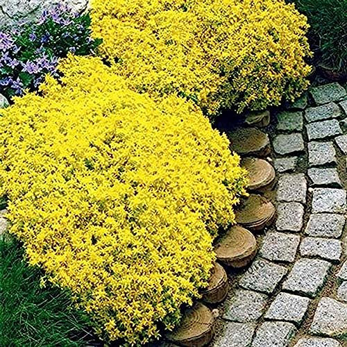 100 Pz/borsa Semi di Crescione Strisciante Fiore Pianta Decor Giardino Perenne Terra Roccia Piantine di Fiori Fiore Albero da Frutto Semi di Ortaggi Giallo