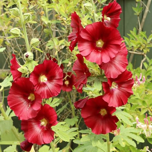 malvarosa - Alcea rosea - insoliti, decorazioni autunnali semi di malvarosa tappezzante, perenne resistente da giardino roccioso conto selvatici 800semi