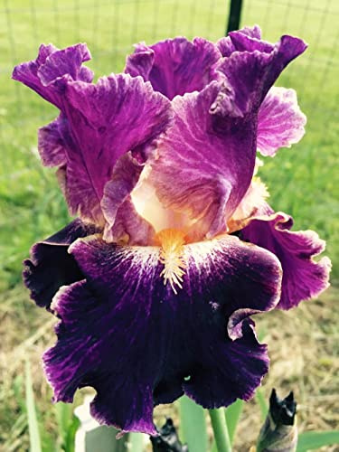 Iris barbuto-Bulbi di Iris Lampadina Della Decorazione Del Giardino Della Casa Dei Fiori Dei Grandi Petali Di Iris Mix Piante Perenni Fiori Alto Tasso Di Germinazione