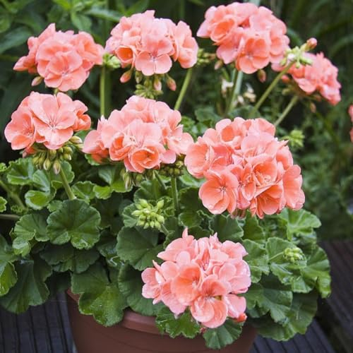 600 Stück rosa Geraniensamen, Blumenpflanze, Büro, Bonsai, Hausgarten, Balkon, Dekoration, Gartensamen zum Pflanzen 600 Stück Geraniensamen