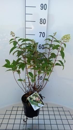 Hydrangea pan. 'Pinkachu'® - Hydrangea Paniculata 40-50 cm en pot