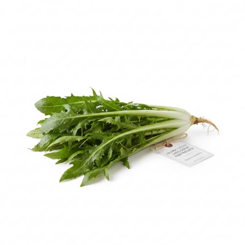 Semillas de Achicoria Cataluña Dentada 6g | Semillas Huerto Profesionales Alta Germinación | Variedad Rústica y Resistente | Ideal para Cultivo en Huerto, Maceta y Balcón | cosecha abundante