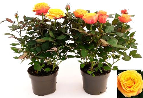 POWERS TO FLOWERS - ROSA DA GIARDINO RAMPICANTE e RIFIORENTE, ROSA ARANCIO, 2 PIANTE, Piante Vere