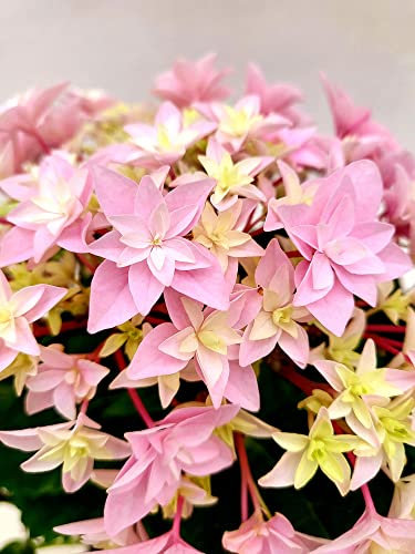 POWERS TO FLOWERS - ORTENSIA STELLATA ROSA CONFETTO VASO 15 CM DIAMETRO, pianta vera