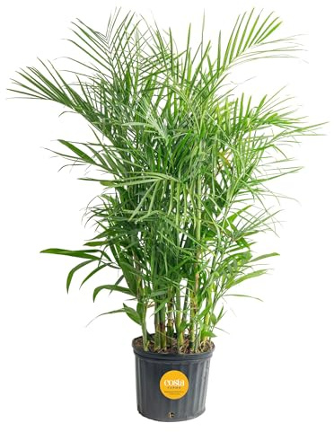 Costa Farms Bamboo Palm Live Plant in Decorative Pot, Air Purifying Large Indoor Houseplant, Perfect for Home, Room, or Office Decor, Great House Warming or Birthday Gift, 3-4 Feet Tall