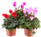 Cyclamen Mixed - 3 x 10.5cm Pot Bedding (Live Seeds): Only Seeds