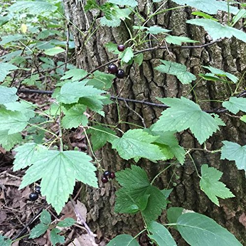 Wild Black Currant Seeds (Ribes nigrum) Packet of 10 Seeds