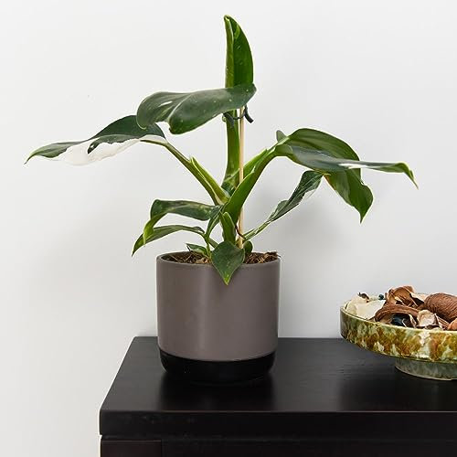 Philodendron erubescens 'White Knight' - Tender Perennial - Easy to Care for - Bright Variegated Heart Shaped Foliage - Ideal Houseplant Display - 1x 11cm Potted Plant by Thompson and Morgan