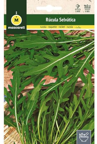 Mascarell Graines, roquette scellée, graines d'herbes aromatiques à planter, créez votre propre potager à la maison, 3 g