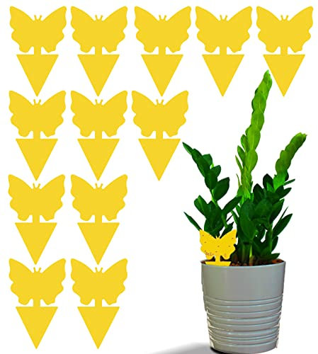 Fruit Fly and Fungus Gnat Trap (12 Pack) - Yellow Double Sided Sticky Bug Insect Killer for Indoor and Outdoor - No Gnat