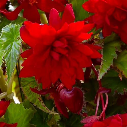 BEGONIA-lökar från de bästa nederländska odlarna | Exklusivt urval och kvalitetskontroll | Garanterad blomning från första året. (3 Mörkröda Hängbegonia Knölar (Pendula))