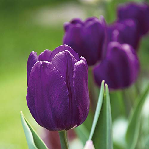 Tulip Hardy Spring Flowering Bulbs, Purple Flowers, Easy to Grow, Ideal for Garden Borders, Patios & Cut Flowers, 8 x Tulip Purple Flag Bulbs by Thompson & Morgan
