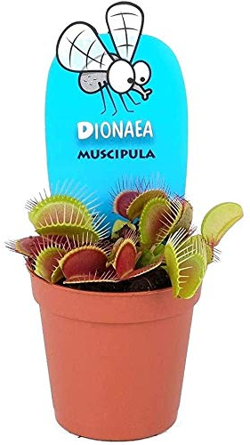 Plante carnivore Dionaea muscle