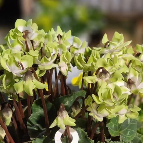 ciclamino ciclamino semi di resistenti aiuola, esotiche resistenti di decorazione da giardino per esterni, vecchie varietà, 20pcs