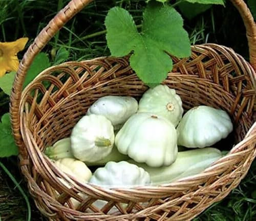 Buy4seeds 20 Squash White Patty Pan (Scallop) Zucchini Seeds Easy for Grow Garden