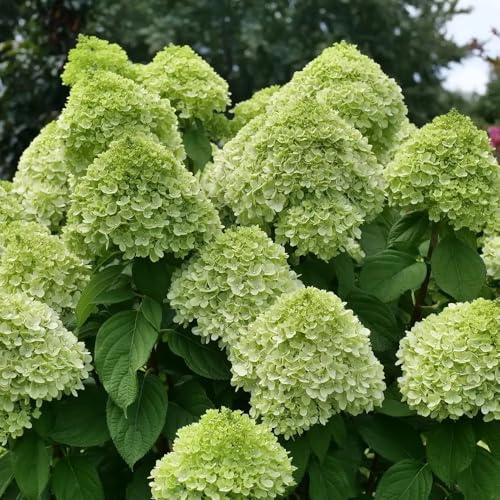 Powerball™ Panicle Hydrangea - Hydrangea paniculata - 4 Pot Proven Winners