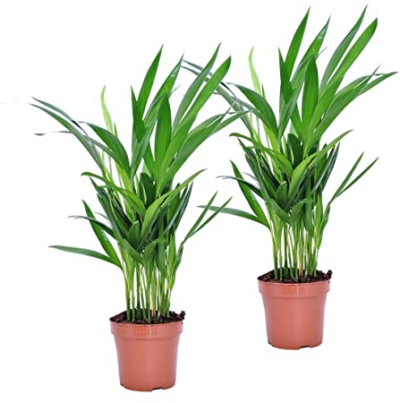 Plant in a Box - Dypsis Lutescens - Set de 2 - Palmier Areca - Palmier Papillon - Palmier d interieur purificatrices d'air - Pot 12cm - Hauteur 30-45cm
