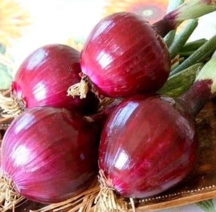 500 Semi Cipolla Tonda Rossa di Tropea – Varietà Dolce Italiana | Cipolla da Orto per Insalate, Alta Germinazione, Facile Coltivazione ottima in cucina