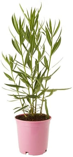 Adelfa Blanca Natural Arbusto Ideal para Crear Zonas Verdes