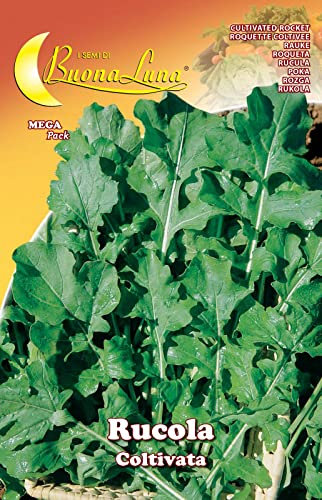 10PZ SEMI ORTO RUCOLA COLTIVATA