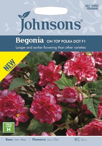 Johnsons Seeds Begonia On Top Polka Dot F1 Seed