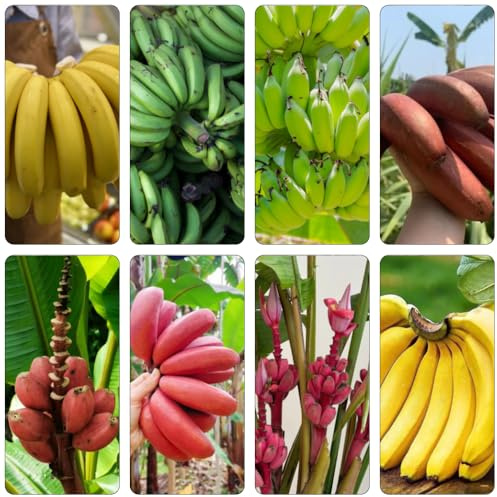 semi di banana semi resistenti espaldera 100pcs