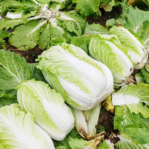 cavolo cinese, semi di pak choi, resistenti invernali giardino sul balcone resistenti per giardini rocciosi sostenibili raro vecchie varietà semi 800pcs