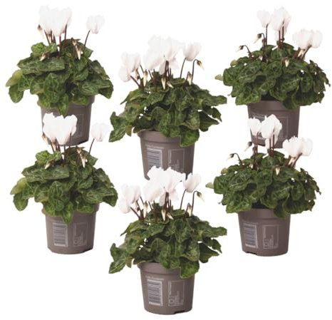Plant in a Box - Cyclamen de Perse - Set de 6 - Cyclamen persicum 'Metis White' - Hauteur 10-20cm - Pot 9cm - Plante fleurie pour l’automne et l’hiver - Facile d’entretien et élégante
