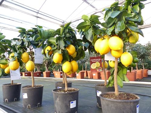 gruenwaren jakubik beste Sorte: Meyer Meyerii Zitrone echter Zitronenbaum 60-70 cm Citrus Limon Zitruspflanze