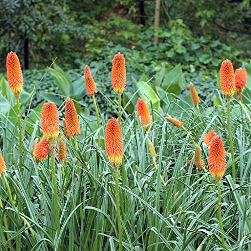 Genipap Gemüsesamen 100 Erbsensamen Zucker Ann Snap Pea