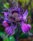 Bulbo Di Iris,Fiore Di Iris,Iris Barbuto,Bellissimo,A Forma Di Farfalla,Bulbi Di Piante Iris-3bulbi-D