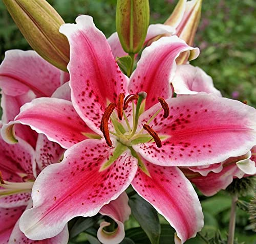 (4) Stargazer Lily Large Flowering Bulbs, Fragrant & Beautiful Flowers