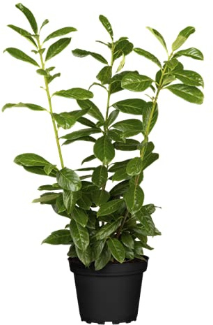 Prunus laurocerasus 'Novita' 40-60 cm 5er-Set – Winterhart, Immergrün, Pflegeleicht – Kirschlorbeer – Heckenpflanze für Garten & Sichtschutz