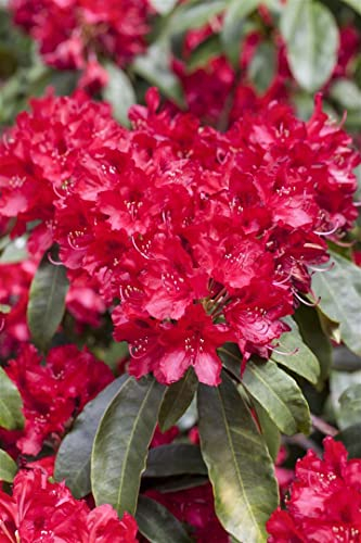 Rhododendron Hybride 'Red Jack' 60-70 cm – Immergrün, Winterhart, Mehrjährig – Rhododendron – Zierstrauch für Garten & Kübel
