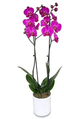 Planta Natural Orquídea Boca Phalaenopsis Flores Fucsia