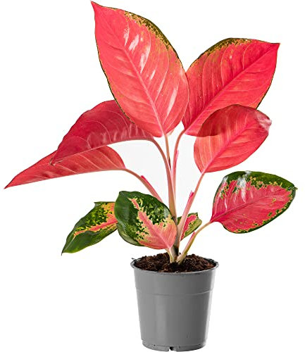 Aglaonema Red Zirkon Rare Indoor Dragon Houseplant Vibrant Pink Exotic Foliage (25-35cm (Incl. Pot)