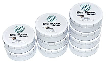 Pack x3 Big Bank Seeds Gorilla Glue Fem. Outdoor and Indoor. Gift Manual.