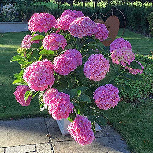1, chocolat: Shopvise hortensia Graines jardin 20Pcs / Pack Couleur (chocolat)