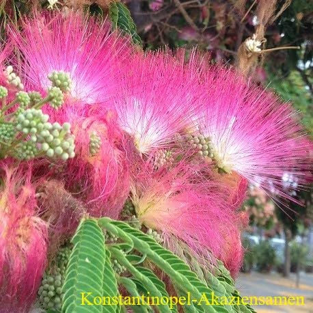 20 Graines d'Acacia de Constantinople - (Albizia Julibrissin) - Arbre Ornemental à Fleurs Roses Parfumées