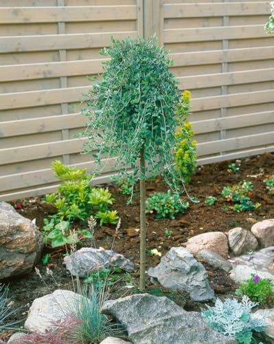 Kriechweide Salix repens Voorthuizen 30 cm Stämmchen winterhart