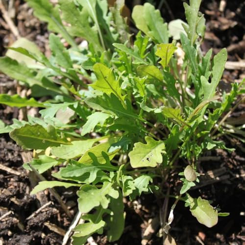 rucola samen winterhart - rucola pflanzen samen, winterharte kübelpflanzen, kletterpflanzen rucolasamen bio mehrjährig, pflanzensamen, gemüsesamen alte sorten exotische pflanzen 400pcs