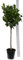 Citrus sinensis - Orangenbaum - Gesamthöhe 180-200cm - Stamm 70-80 cm - Ø 34 cm Topf